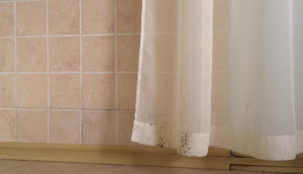 Best Attic Mold Removal  in Camilla, GA