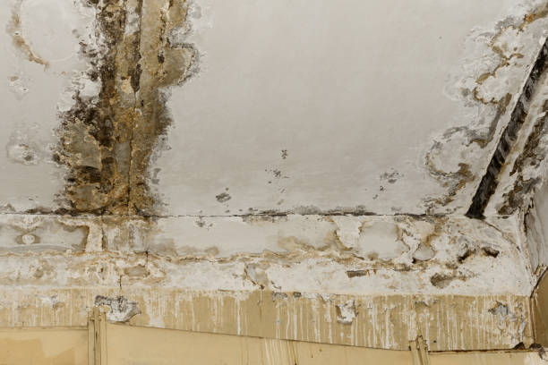 Best Airborne Mold Testing  in Camilla, GA