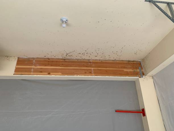  Camilla, GA Mold Removal Pros