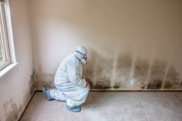Best Residential Mold Inspection & Testing  in Camilla, GA